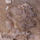 The flattened skull of the new Neanderthal remains